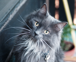 Mr. Whiskers